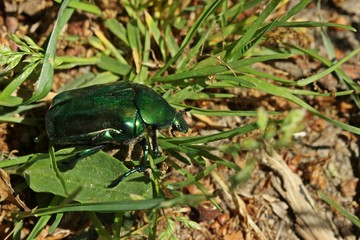 Großer Rosenkäfer, auch Großer Goldkäfer (Protaetia speciosissima) im Gras