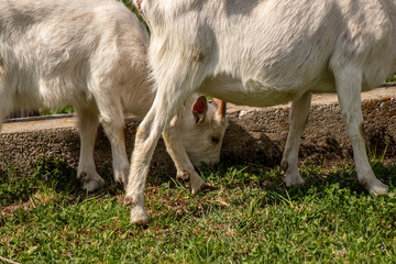 Obraz na płótnie Canvas Goats grazing on green field