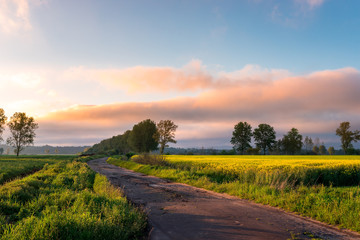 Rural view of the rapeseed field