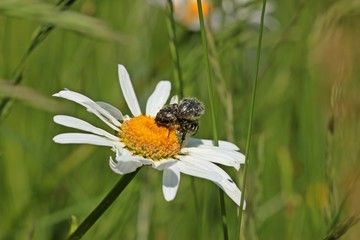 Paarung des Trauer-Rosenkäfers (Oxythyrea funesta) auf Margerite (Leucanthemum vulgare)