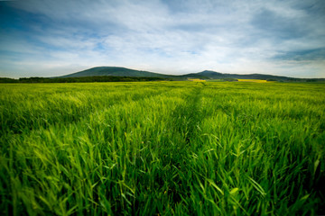 Fototapeta na wymiar Wiosenne pole z widokiem na górę Ślężę w Polsce. Spring field with a view of the Ślęza mountain in Poland.