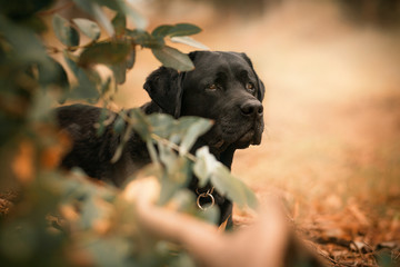 Labrador  negro