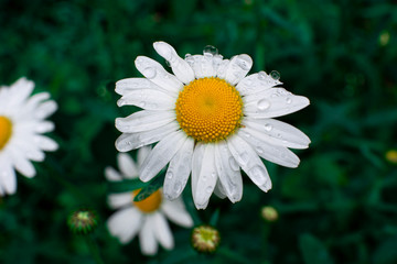Obraz premium white daisies with water drops close up in green grass and blurred background