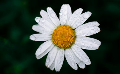 Obraz premium white daisies with water drops close up in green grass and blurred background
