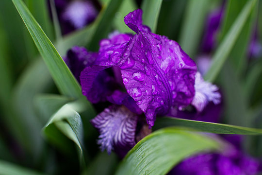 purple flower with water drops between tall green grass close up
