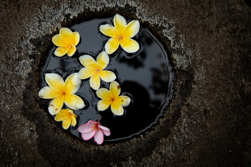 Obraz na płótnie Canvas Photo of frangipani flowers floating on water shot in Bali. 