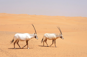 Antilopen in der Wüste - Dubai/Reservat//Emirate/UAE