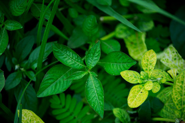 An extremely green plant, Goa, India, extremely green, munson 