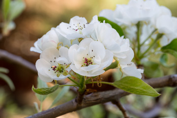 Pęk białych kwiatów w wiosennym rozkwicie, na gałązce drzewa gruszy - obrazy, fototapety, plakaty