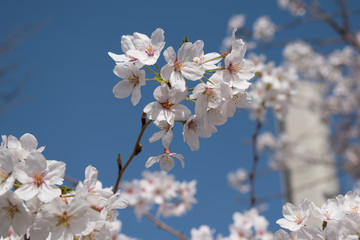 春は桜のシーズン、春風と青空と満開のさくらと
