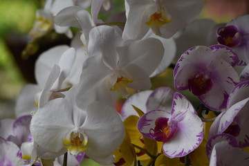 Orchideen im Garten der Kaiserstadt Hue, Vietnam.