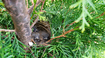 Young twelve day old flycatcher chicks are sitting in a nest because they still do not know how to fly. Cute funny chicks in the nest look curiously while waiting for feeding.