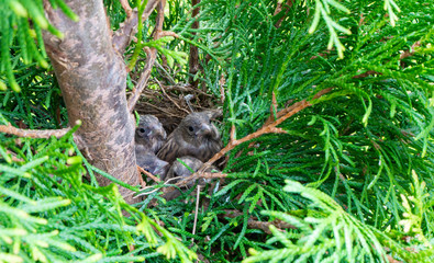 Naklejka na ściany i meble Adult pied flycatcher chicks are sitting in a nest on a thuja in the garden. Gray brown chicks are ready to learn to fly 15 days after hatching from the nest.