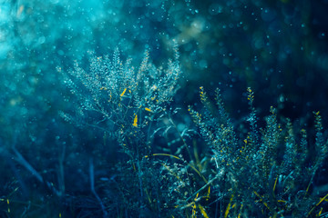 Fototapeta na wymiar Soft turquoise background with plants. Abstract floral blue background. Sprigs and stems of flowers. The magical beauty of nature. Lens flares and beautiful bokeh