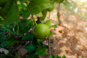 Lime tree with fruits closeup.