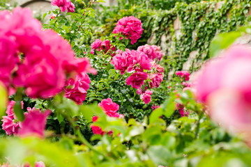 Garden of roses at a park in Budapest.
