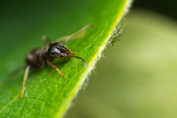 Naklejka premium macro photo of a ant on green leaf