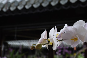 Orchideen im Garten der Kaiserstadt Hue, Vietnam.
