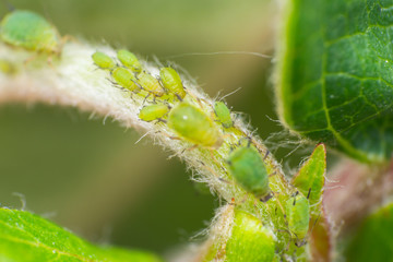 macro photo of aphids on tree branch