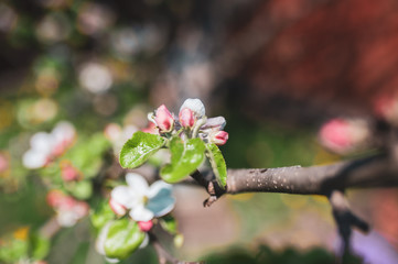 Blossoming branch of apple tree, spring floral background, beauty of nature