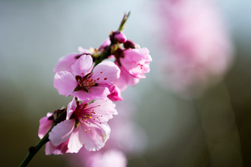 Cherry blossom in Sweden