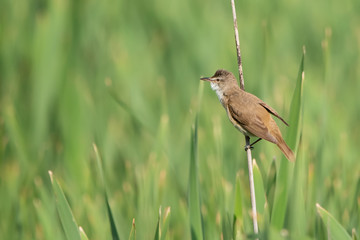 Büyük kamışçın » Great Reed Warbler » Acrocephalus arundinaceus