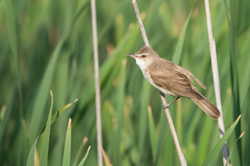 Büyük kamışçın » Great Reed Warbler » Acrocephalus arundinaceus