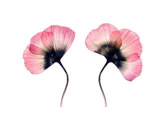 Watercolor Poppy. Transparent big flowers isolated on white. Set of two plants. Hand painted artwork with detailed petals. Botanical illustration for cards, wedding design
