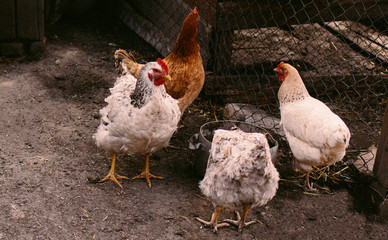 white domestic chicken in the yard near the chicken coop with other chickens