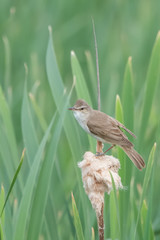 Büyük kamışçın » Great Reed Warbler » Acrocephalus arundinaceus