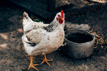 white domestic chicken in the yard near the chicken coop