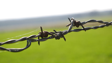 barbed wire prikkeldraad
