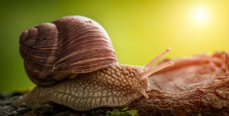 Large garden snail on a tree. Close-up.