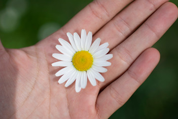 one white and a small camomile on the palm close up