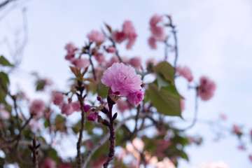 
lovely cherry blossom in spring