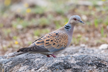 Üveyik » European Turtle Dove » Streptopelia turtur