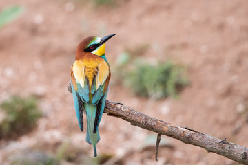 Arıkuşu » European Bee-eater » Merops apiaster