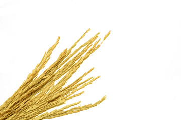 Paddy rice isolated on white background. ears of paddy jasmine rice with copy space