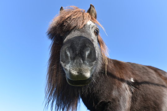 Pony von unten mit blauem Himmel