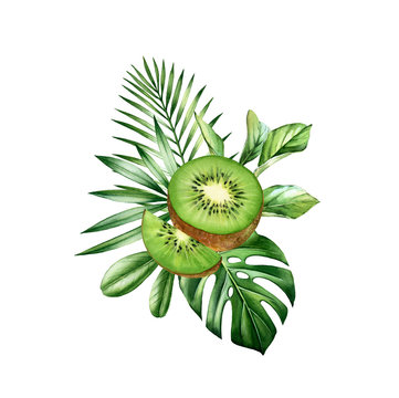 Watercolor kiwi fruits. Vertical tropical bouquet with whole, half slice fruit and monstera leaves. Botanical hand drawn illustration isolated on white