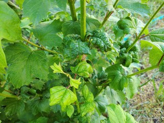 aphid on a viburnum, harmful insect, twisted leaves