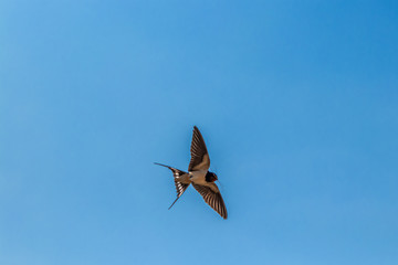 Barn swallow flying through air, close up