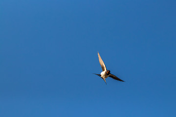 Barn swallow flying through air