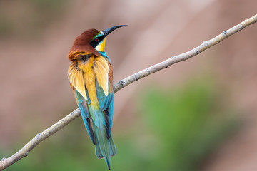 Arıkuşu » European Bee-eater » Merops apiaster