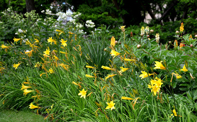 A bright yellow species of daylily native to Asia. In its homeland, it is grown for its edible...
