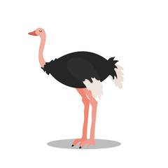 Cute Cartoon Ostrich isolated on white background. Vector illustration