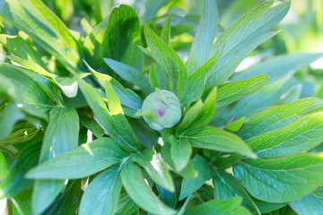 Pąk kwiatu piwonii wśród zielonych liści © Joanna