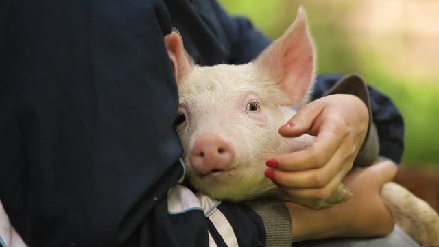 stroking a little pig on his hands