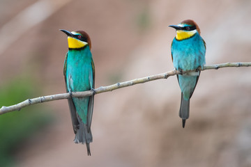 Arıkuşu » European Bee-eater » Merops apiaster