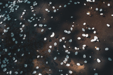 Texture of white petals of apple tree flowers in water on a black background